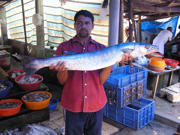 Fisch-Händler in Indien