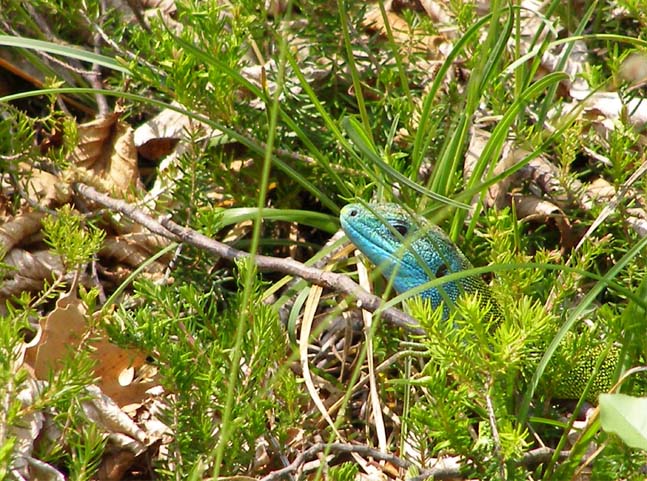 Gardasee_006_0704221008b