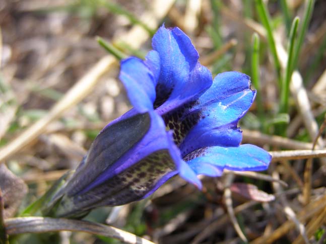 Gardasee_011_0704231027