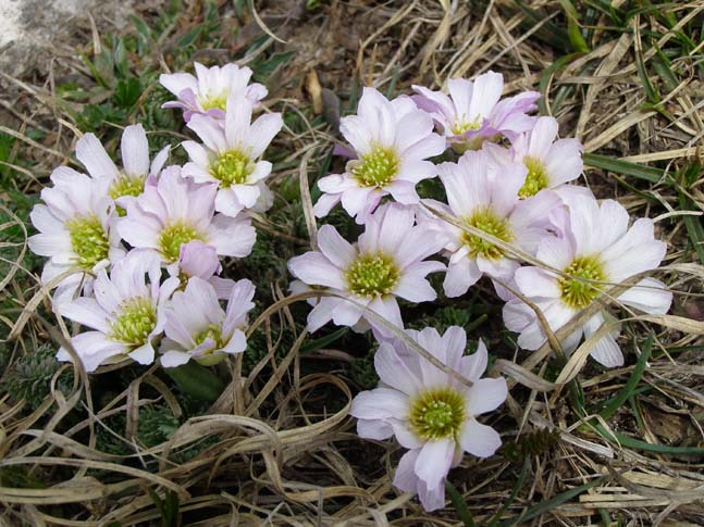 Gardasee_036_0704241096