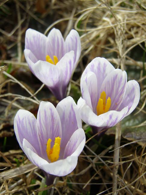 Gardasee_039_0704241103