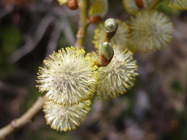Gardasee_043_0704241134