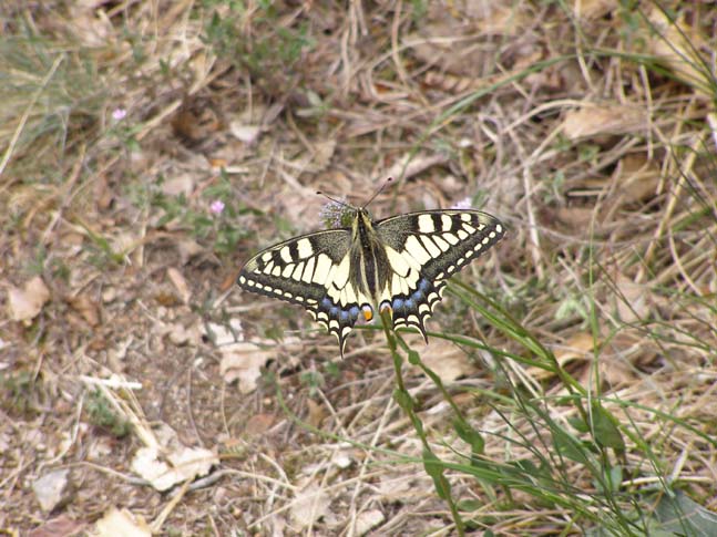 Gardasee_082_0704261243