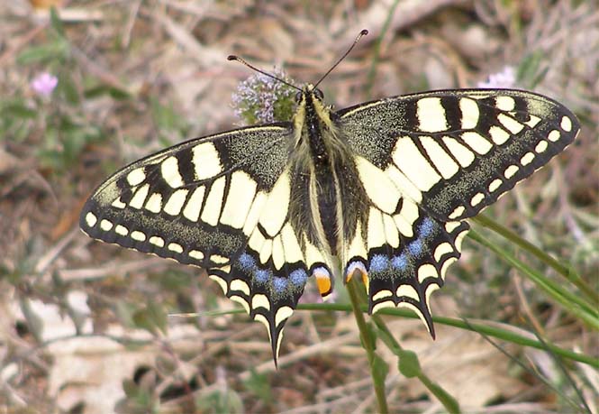 Schmetterling