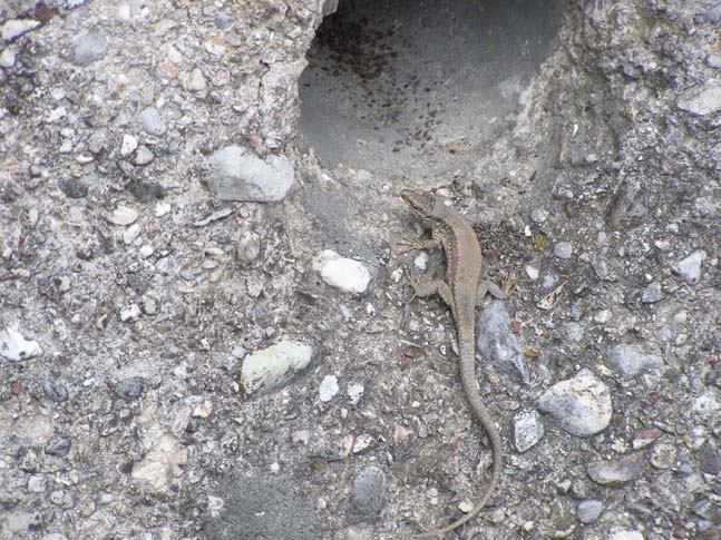 Gardasee_086_0704261266