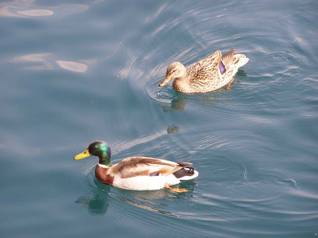 Gardasee_094_0704261287