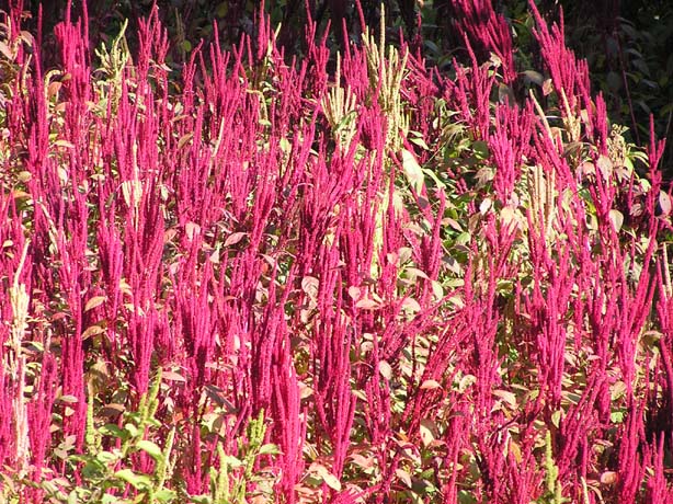 Garhwal-Tour 09-2006 - 120