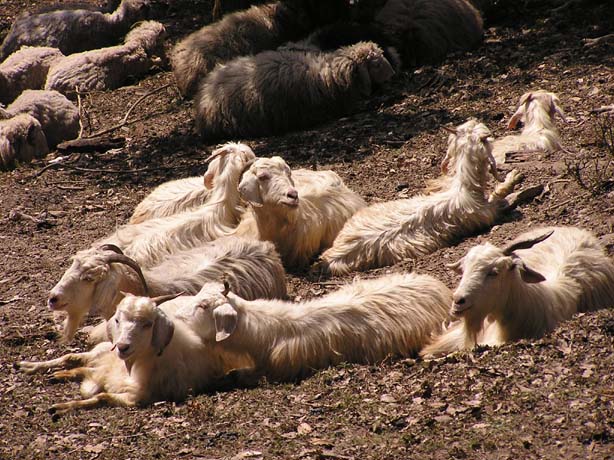 Garhwal-Tour 09-2006 - 222