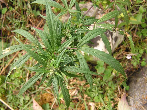 Garhwal-Tour_2009-2006_-_291