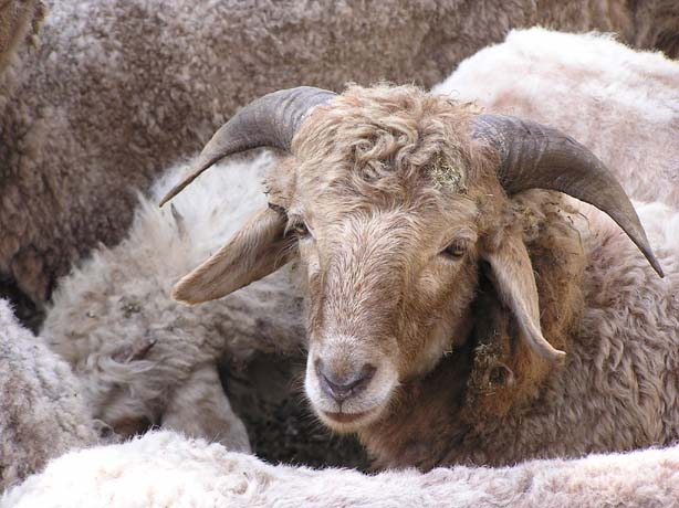 Garhwal-Tour 09-2006 - 400