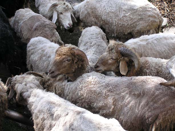 Garhwal-Tour 09-2006 - 401