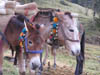 Garhwal-Tour_2009-2006_-_130