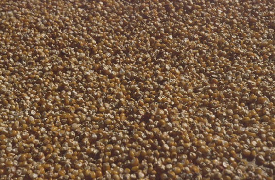 Gosainkund Helambu 1998 - 029