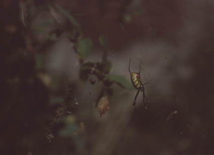 Gosainkund Helambu 1998 - 038