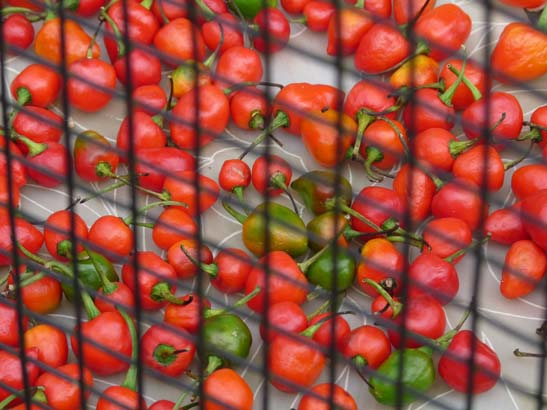 2-Sikkim-Rumtek-0584