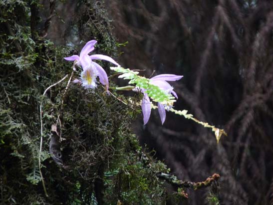 3-Sikkim-Rabdentse-Pemayangtse-0607