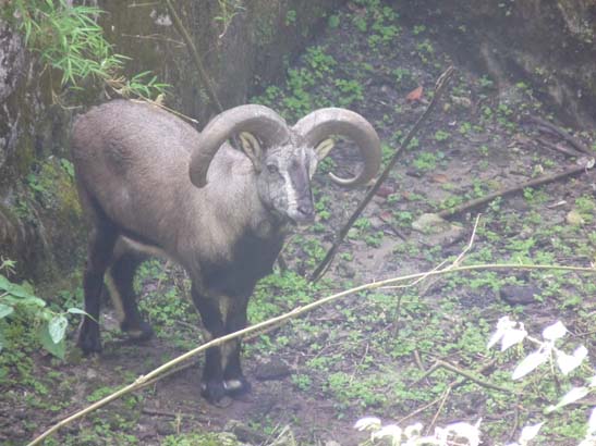 4-Darjeeling-Kangchenjunga-0835