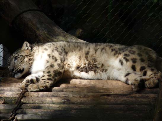 4-Darjeeling-Kangchenjunga-0843