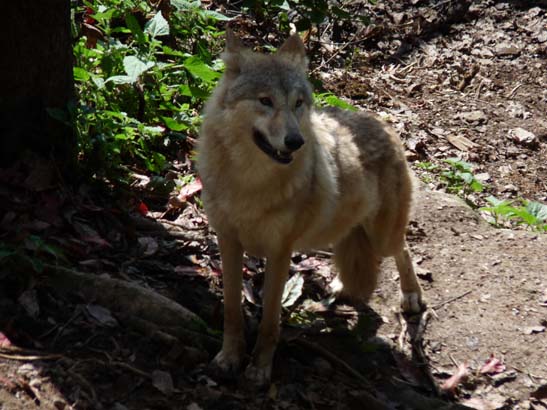 4-Darjeeling-Kangchenjunga-0853