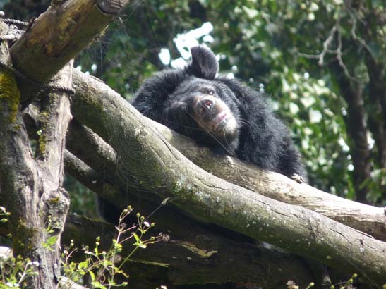 4-Darjeeling-Kangchenjunga-0863