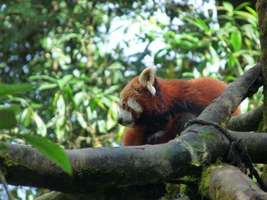 4-Darjeeling-Kangchenjunga-0872