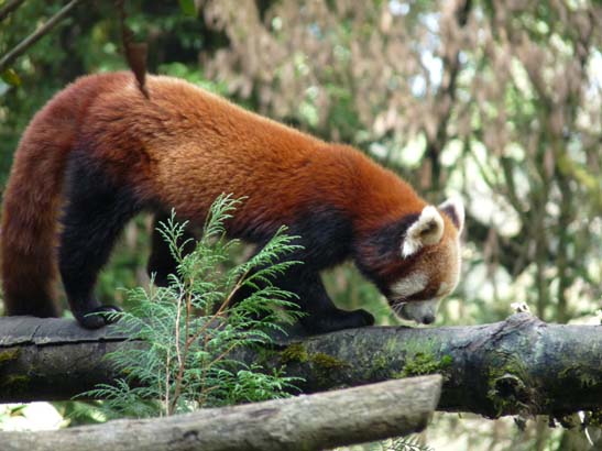 4-Darjeeling-Kangchenjunga-0873