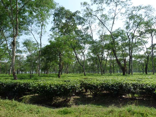 5-Duars-Tiefland-0948