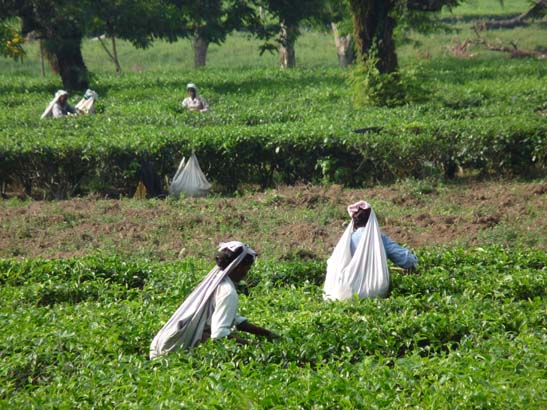 5-Duars-Tiefland-0960