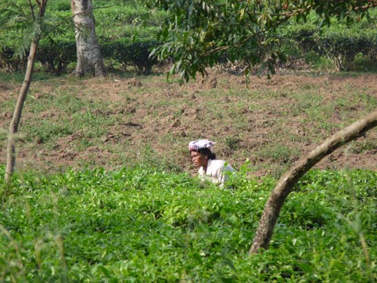 5-Duars-Tiefland-0964