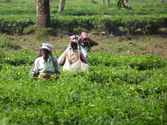 5-Duars-Tiefland-0967