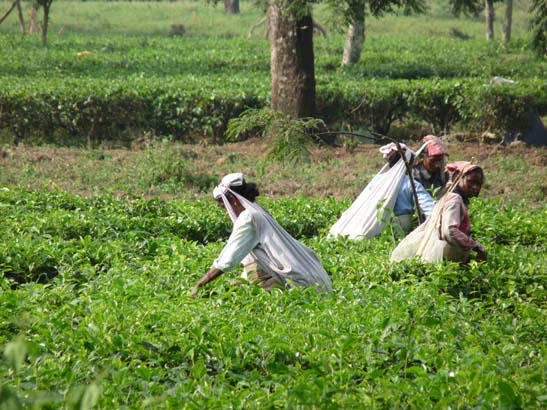 Teepflücker, Darjeeling