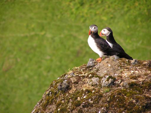 Papageientaucher, Island