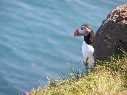 Papageientaucher, Island