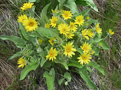 06-chilc-balsamroot-400