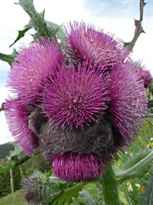 10-chilc-ediblethistle-224