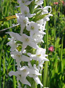 15-chilc-bogorchid-400