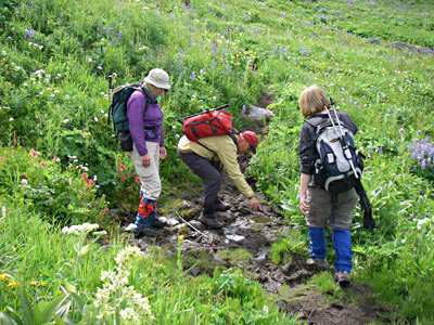 23-chilc-wolftrack-400