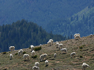 27-chilc-mountaingoat-400