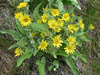 06-chilc-balsamroot-400