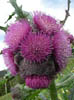 10-chilc-ediblethistle-224