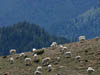 27-chilc-mountaingoat-400