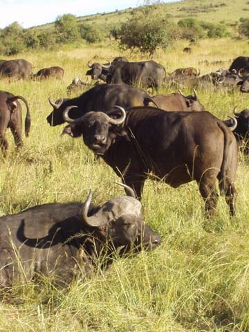 Büffel in der Serengeti