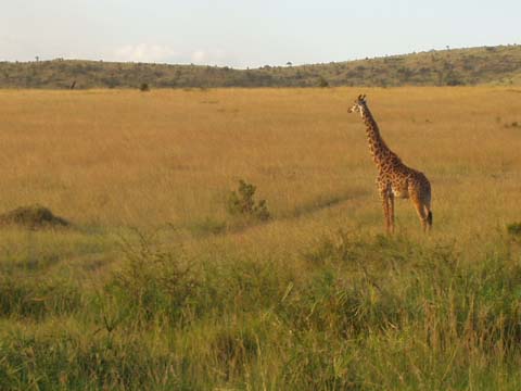 Giraffe in der Serengeti