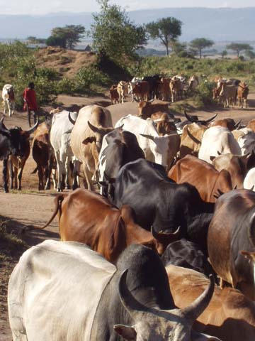 Rinder Kenia