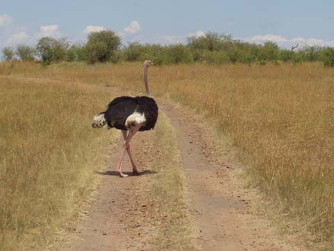 Strauß in der Serengeti