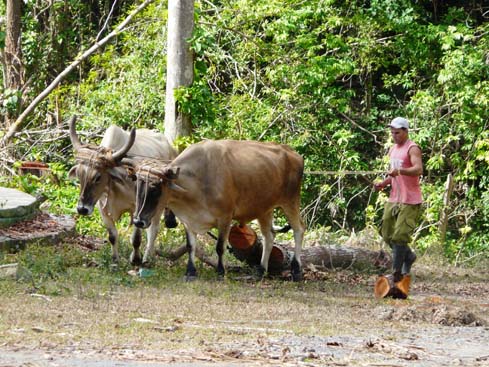 P1060823_Soroa_Vinales