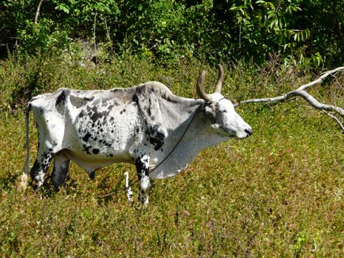 P1060827_Soroa_Vinales