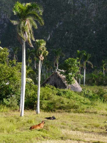 P1060870_Soroa_Vinales
