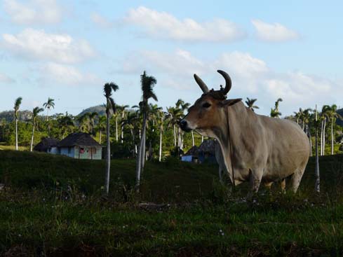 P1060875_Soroa_Vinales