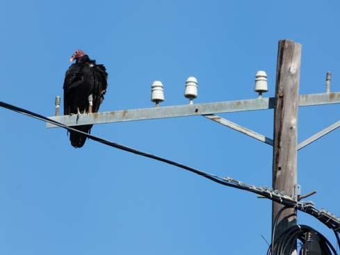 P1070010_Vinales_Cayo_Jutia